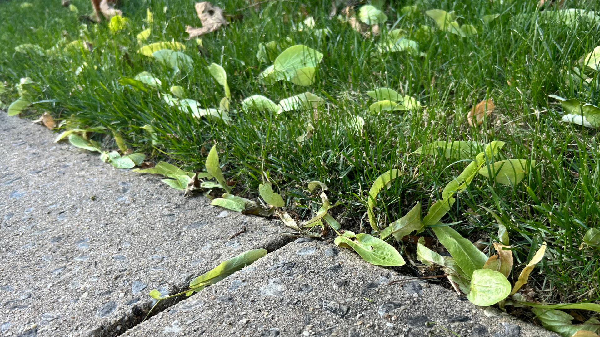 Before lawn service