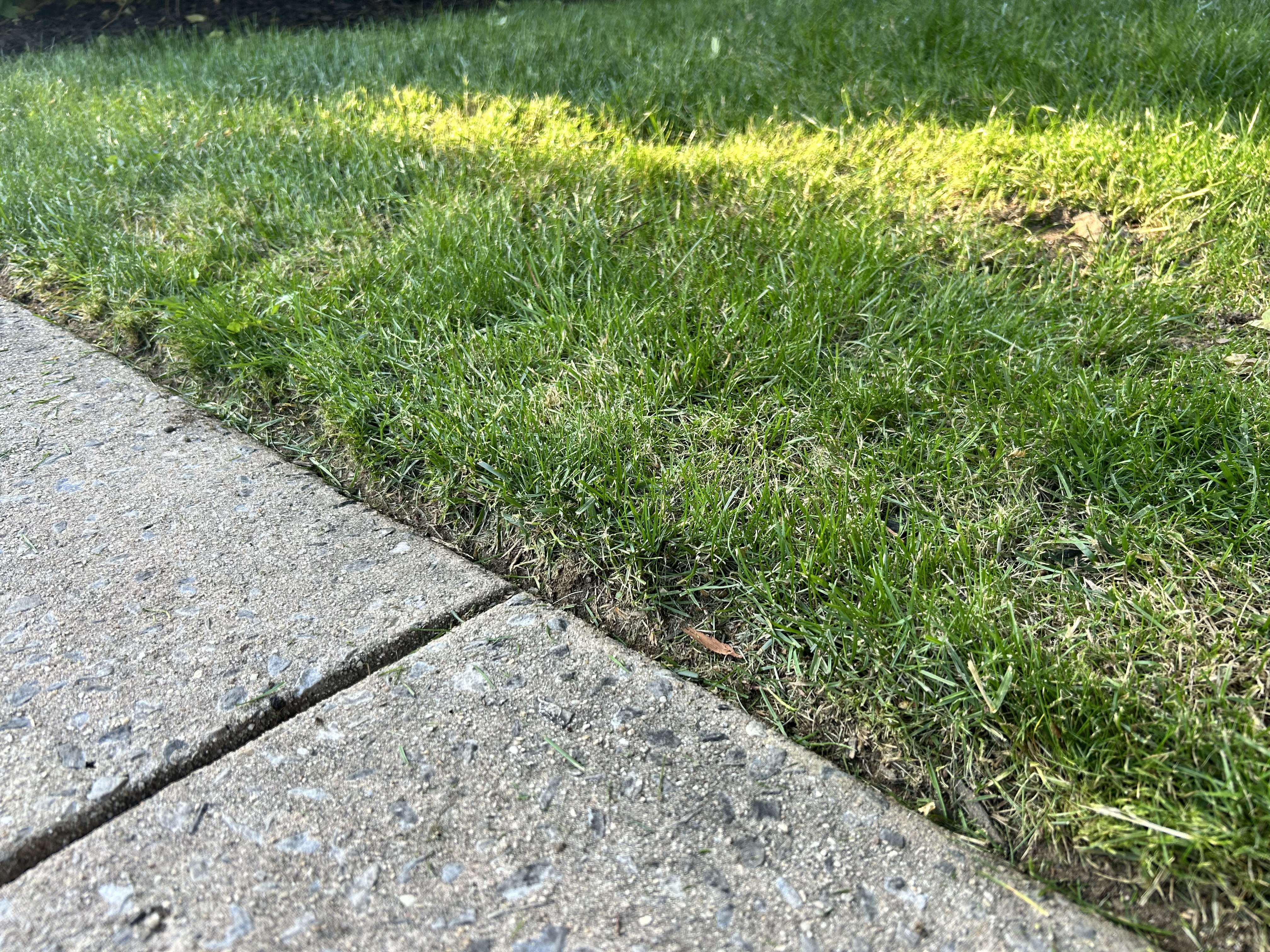 Lawn photo 2